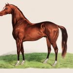 Lithografie eines Pferdes